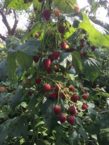 Саджанці малини сорту полана