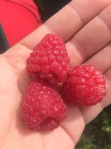 Саджанці малини сорту полана