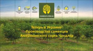 САЖЕНЦЫ грецкого ореха американского сорта СНANDLER
066 640 3892