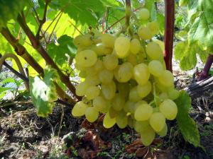 Продам саженцы винограда