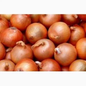 Продам лук на переработку