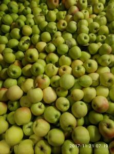 Предлагаю яблоко голден