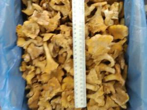 гриби ,,лисичка'' заморожена