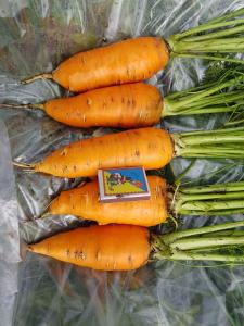 морква сатурно під замовлення.