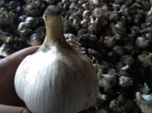 продам чеснок Прометей