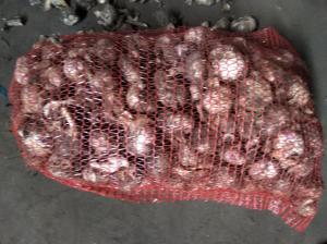 продам чеснок Прометей