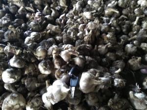 продам чеснок Прометей