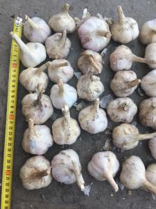 Чеснок Любаша. Фракция: 4,5+ Отличное качество. 25 тонн.