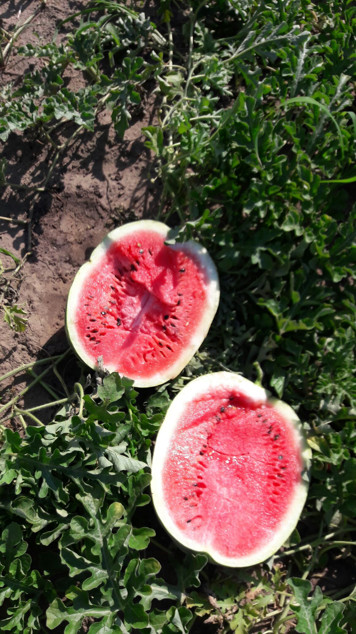 Приглашаем к сотрудничеству оптовые и мелкооптовые организации по реал