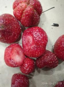 Клубника ОРГАНИК