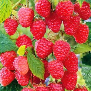 Слива стенлеи, Одесская обл.