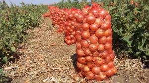 Продам лук 4,60/кг