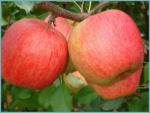 Яблука Чемпіон